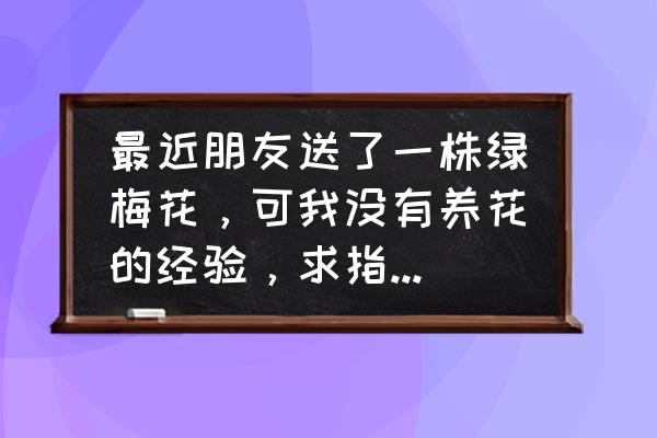 结婚绿梅花怎么养 最近朋友送了一株绿梅花，可我没有养花的经验，求指导，怎么种植？