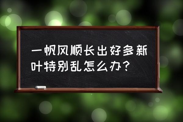 多肉一帆风顺一直长高怎么办 一帆风顺长出好多新叶特别乱怎么办？