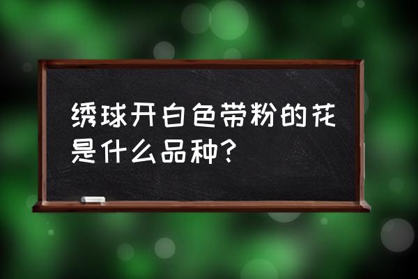 绣球花怎么养开花才成粉色 绣球开白色带粉的花是什么品种？