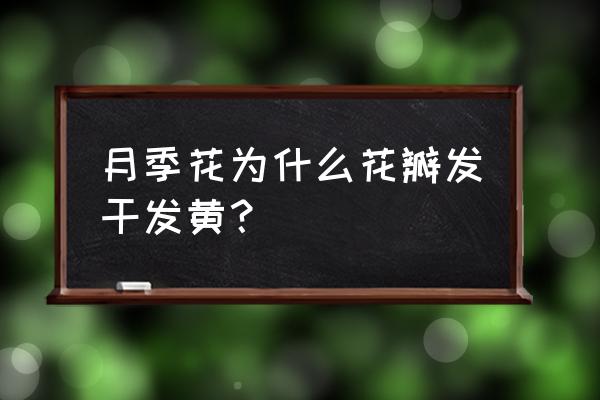 月季花叶子发黄和花枯了怎么处理 月季花为什么花瓣发干发黄？