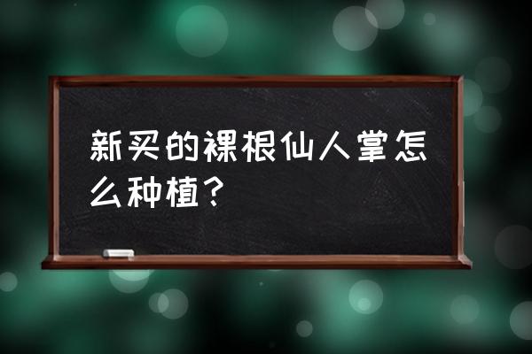 仙人掌小苗用什么土栽培 新买的裸根仙人掌怎么种植？