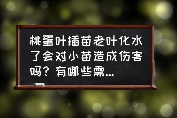 多肉桃蛋可以在什么时候繁殖最好 桃蛋叶插苗老叶化水了会对小苗造成伤害吗？有哪些需要注意的问题？