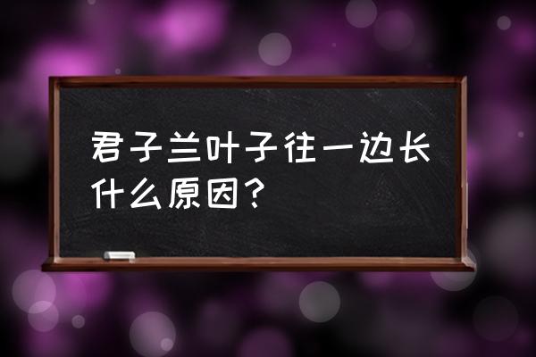 君子兰怎样长得整齐 君子兰叶子往一边长什么原因？