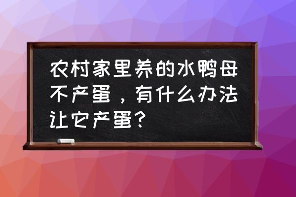 糖果三色软壳手机壳 农村家里养的水鸭母不产蛋，有什么办法让它产蛋？