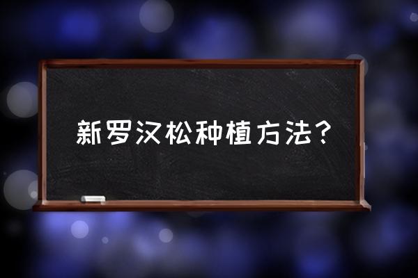 玉露怎么养才能更旺盛 新罗汉松种植方法？