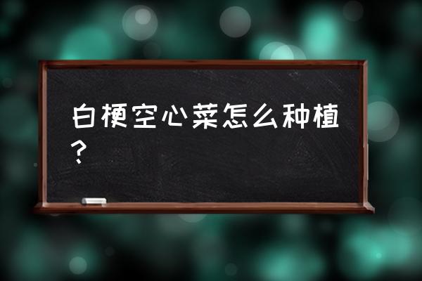 空心菜梗的做法大全 白梗空心菜怎么种植？