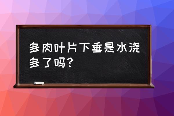 怎样才能把多肉养得肥壮 多肉叶片下垂是水浇多了吗？