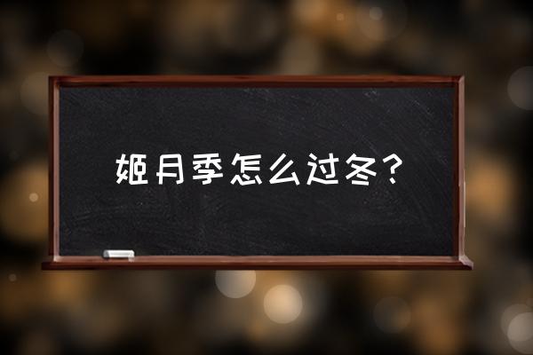 姬月季的养殖方法 姬月季怎么过冬？