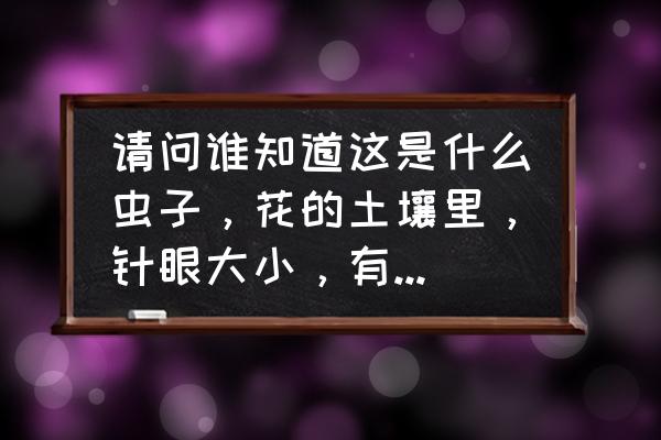 花土怎么杀虫最快最有效 请问谁知道这是什么虫子，花的土壤里，针眼大小，有黑的，棕的。怎么能杀死他！不仔细看不出来，有爪子？