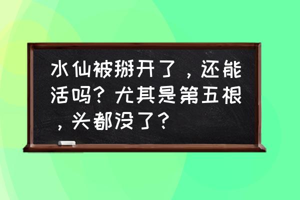 水仙花烂根用什么杀菌 水仙被掰开了，还能活吗？尤其是第五根，头都没了？