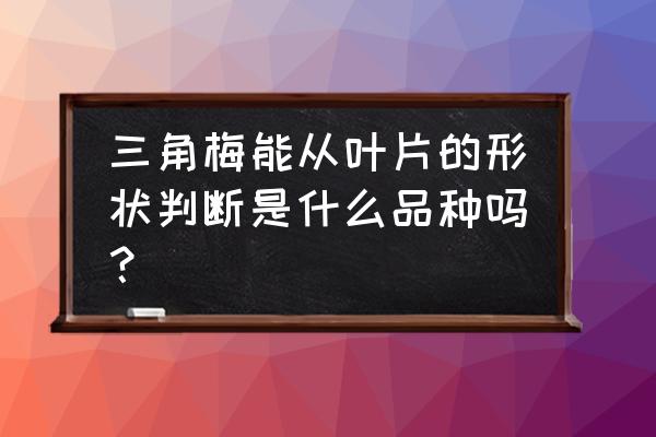 怎么样用手判断植物名称 三角梅能从叶片的形状判断是什么品种吗？