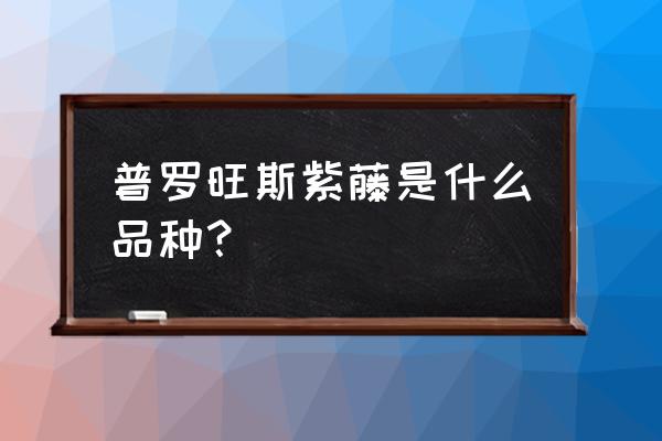 紫藤普罗旺斯哪里有卖的 普罗旺斯紫藤是什么品种？