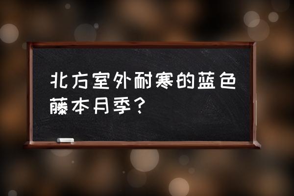 北方封闭阳台适合养的花 北方室外耐寒的蓝色藤本月季？