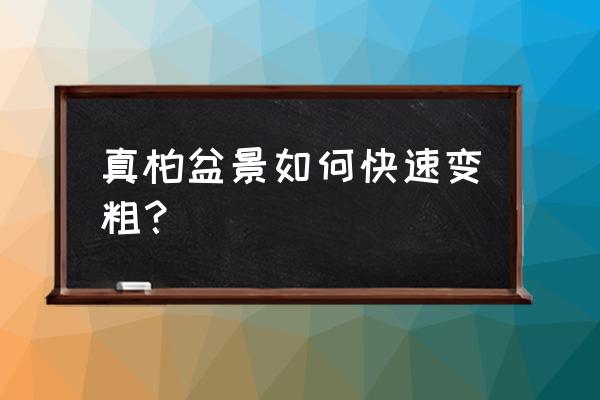 怎样让花的主干变粗 真柏盆景如何快速变粗？