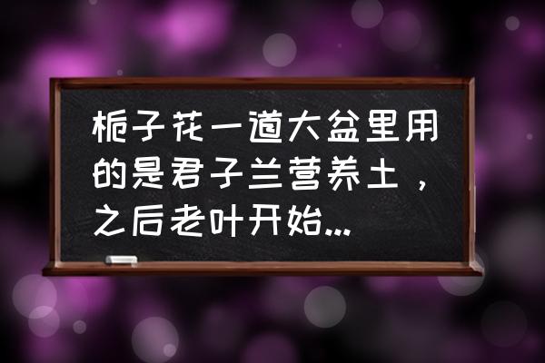 花土营养土 栀子花一道大盆里用的是君子兰营养土，之后老叶开始变黄，是花土的原因吗？