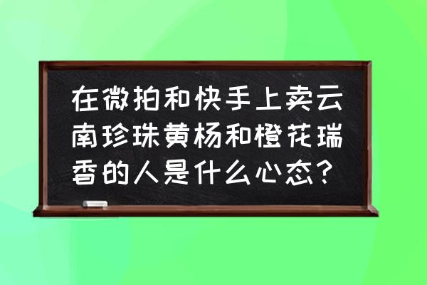 橙花瑞香浙江能养吗 在微拍和快手上卖云南珍珠黄杨和橙花瑞香的人是什么心态？