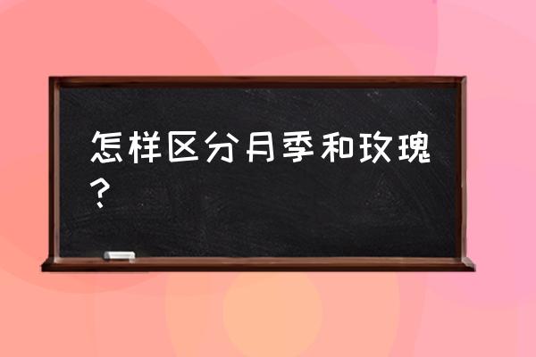 玫瑰和月季怎么区分最简单的方法 怎样区分月季和玫瑰？