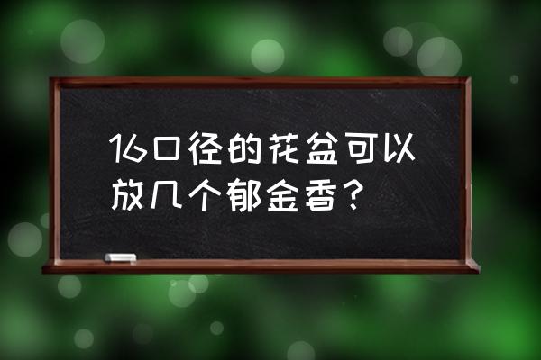 长条花盆种郁金香 16口径的花盆可以放几个郁金香？