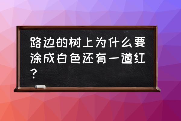 野漆树根 路边的树上为什么要涂成白色还有一道红？