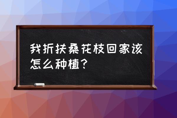 扶桑花的养殖方法 我折扶桑花枝回家该怎么种植？