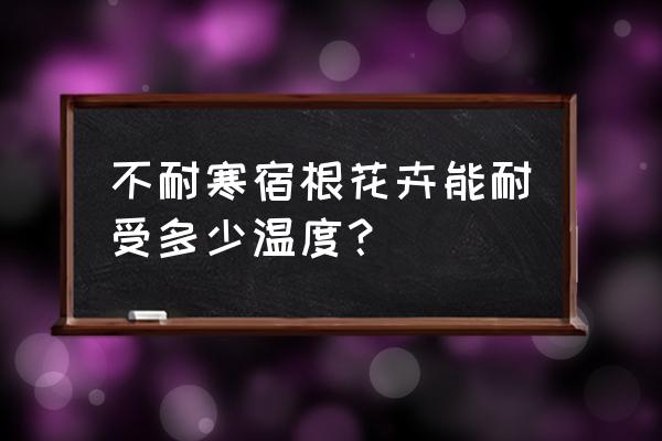 耐寒型宿根花卉特点 不耐寒宿根花卉能耐受多少温度？