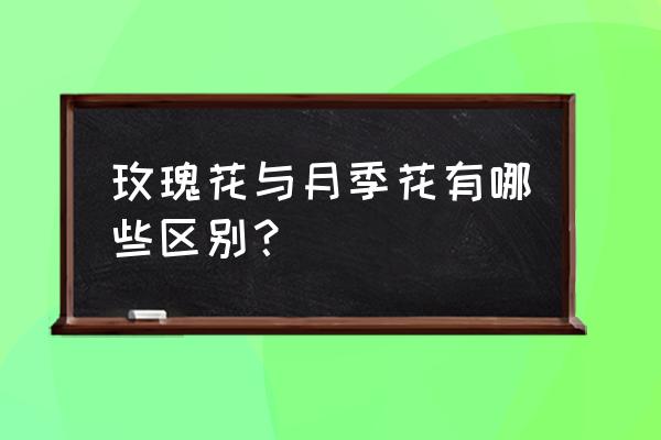 月季与玫瑰的区别 玫瑰花与月季花有哪些区别？