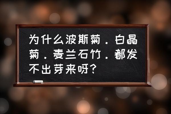 长期喝石竹茶有什么好处和坏处 为什么波斯菊。白晶菊。麦兰石竹。都发不出芽来呀？