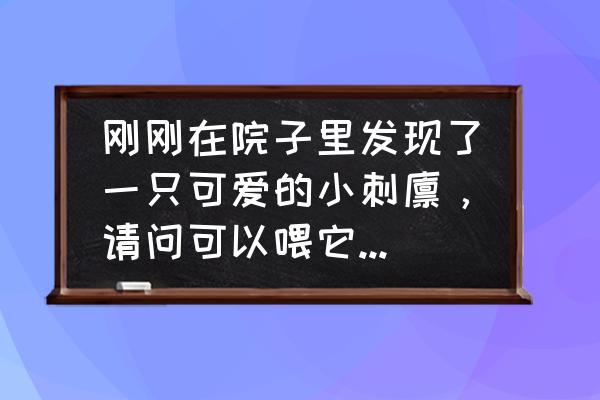 刺猬爱吃什么水果 刚刚在院子里发现了一只可爱的小刺猬，请问可以喂它什么东西吃？在线等？