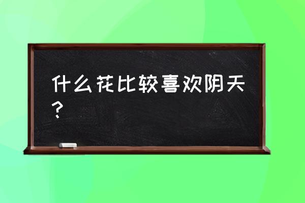 合果芋与彩叶芋的区别 什么花比较喜欢阴天？