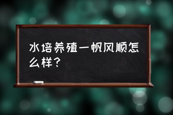 水培一帆风顺的养殖方法和注意事项 水培养殖一帆风顺怎么样？