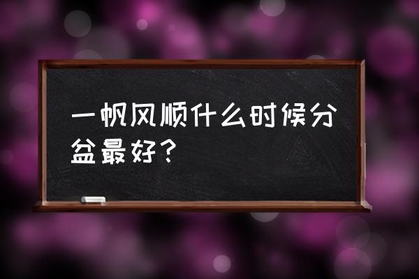 一帆风顺怎么分株繁殖 一帆风顺什么时候分盆最好？