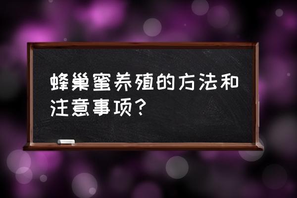 蜂巢蜜吃不完怎么存放 蜂巢蜜养殖的方法和注意事项？