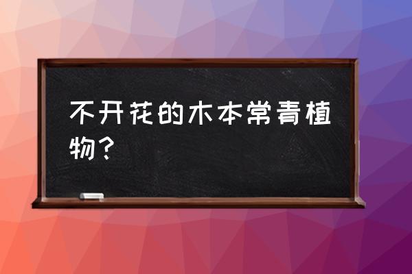 买到便宜点的巴西木 不开花的木本常青植物？