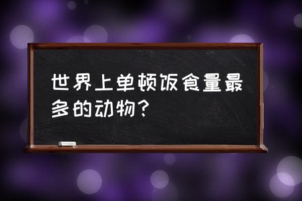 各国巨无霸汉堡包价格 世界上单顿饭食量最多的动物？