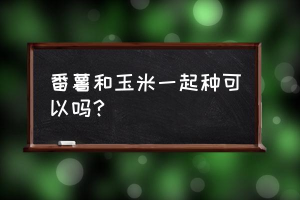 甘薯和红薯图片 番薯和玉米一起种可以吗？