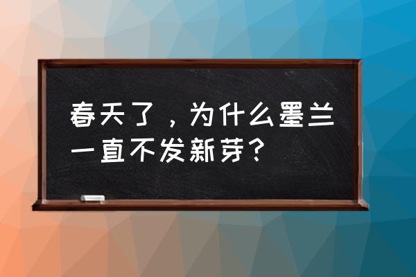 家中为什么不能养墨兰 春天了，为什么墨兰一直不发新芽？