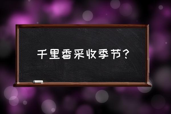 香料千里香用种子还是根好 千里香采收季节？