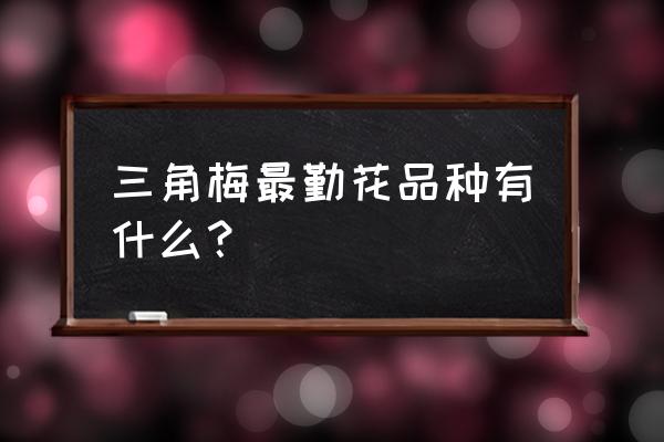 写三角梅的作文300字 三角梅最勤花品种有什么？